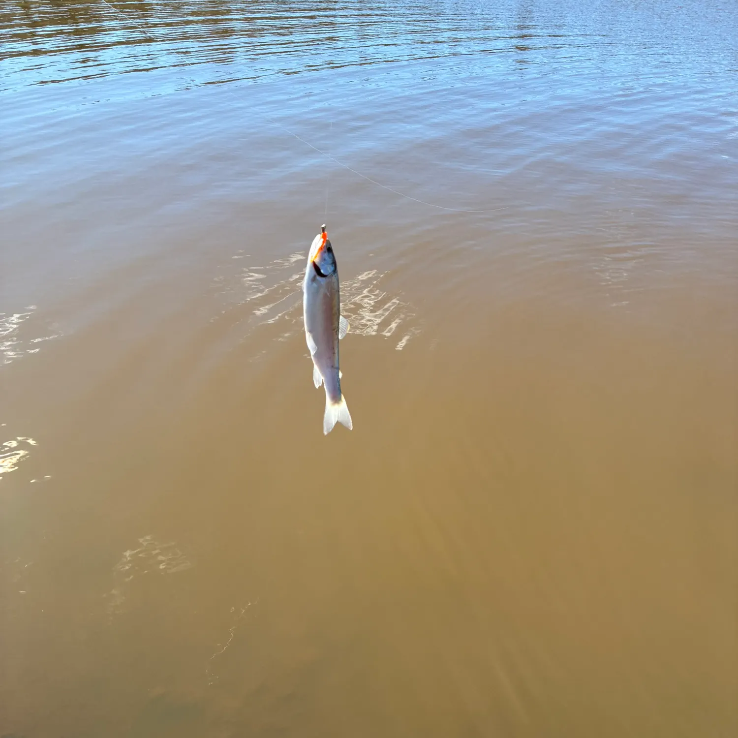 Rainbow trout caught on Fishbrain