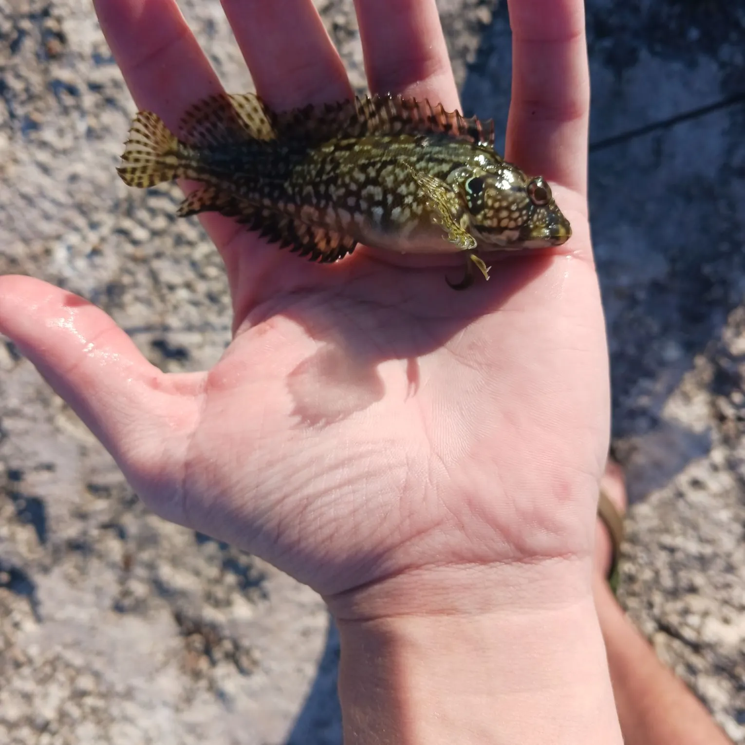 The most recent Rock hind catches on Fishbrain