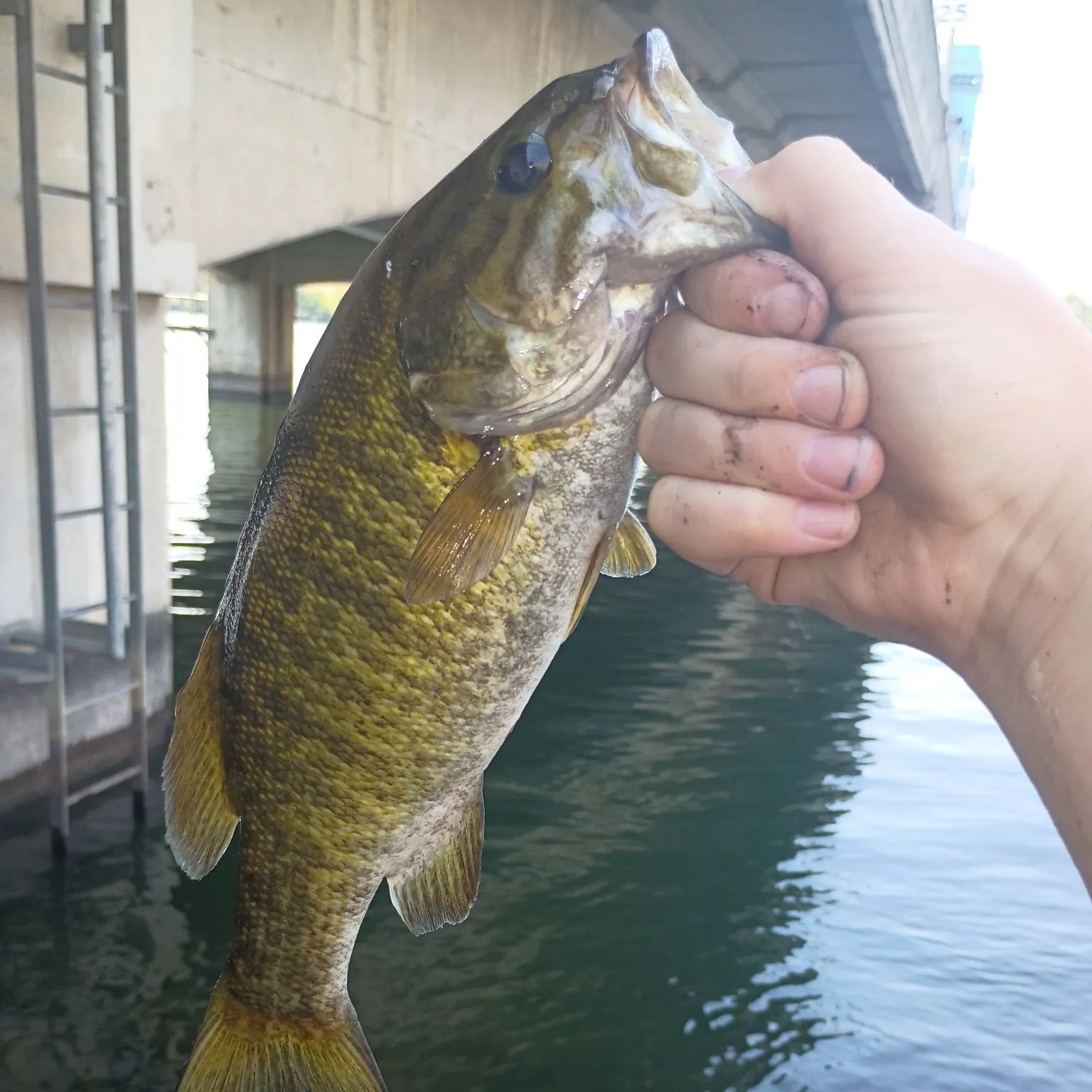 Smallmouth bass caught on Fishbrain