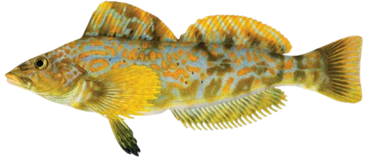 Kelp greenling