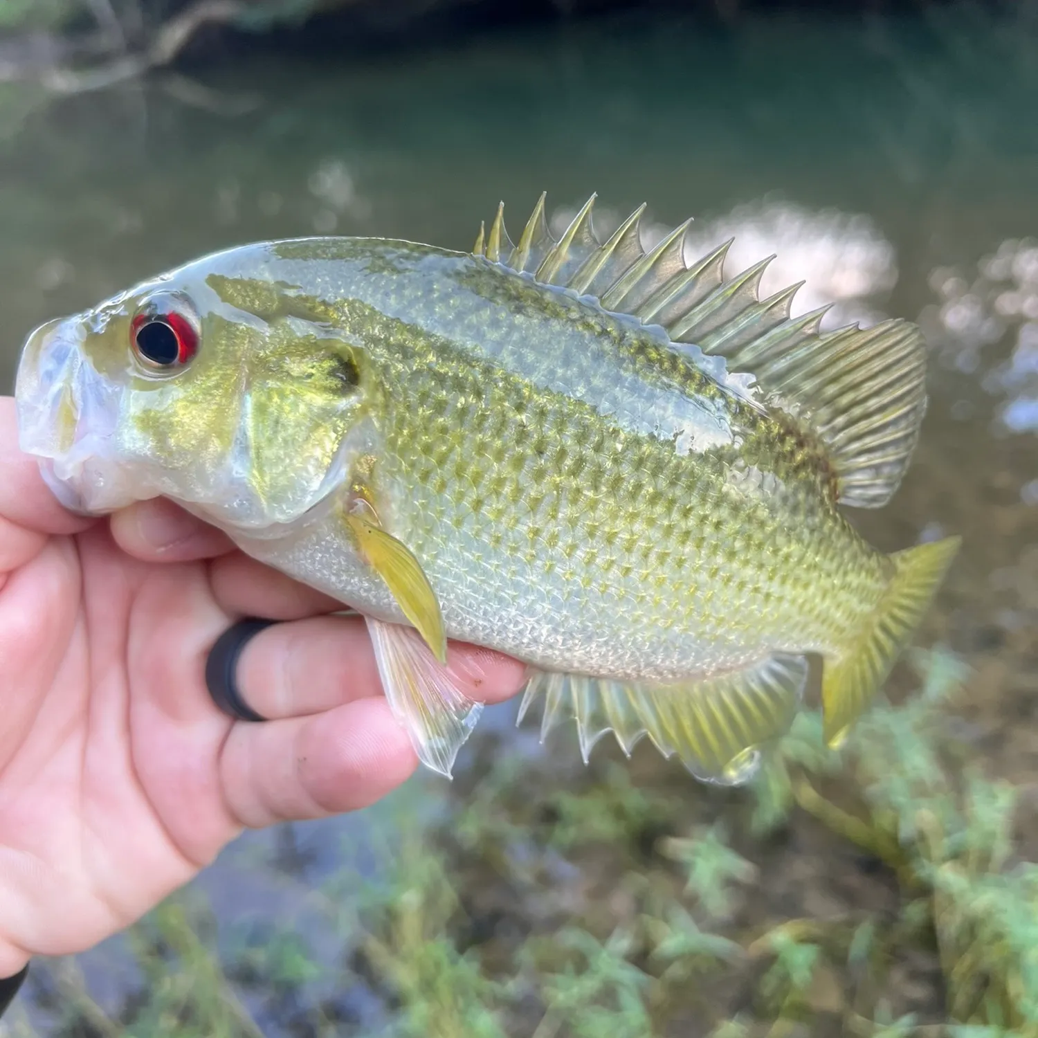 Rock bass caught on Fishbrain