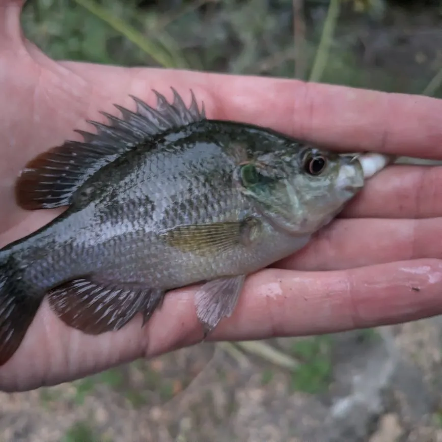 The most recent Redspotted sunfish catches on Fishbrain