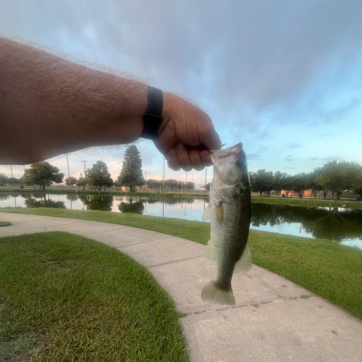 Largemouth bass caught on Fishbrain