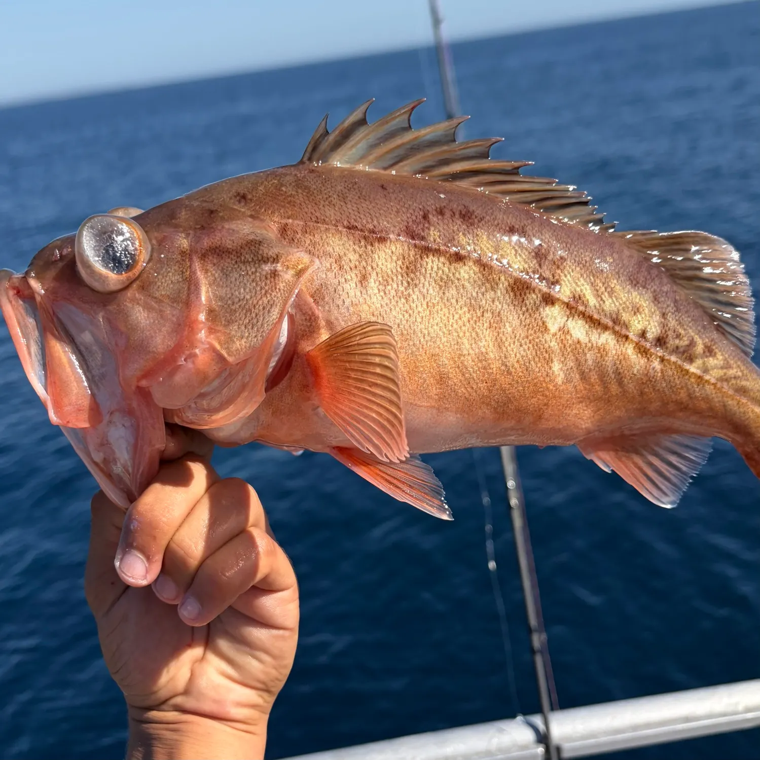 The most recent Bocaccio rockfish catches on Fishbrain
