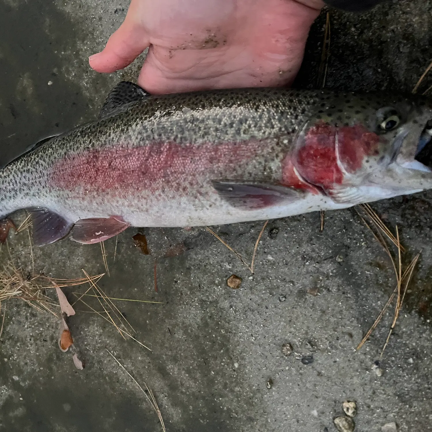 Rainbow trout caught on Fishbrain