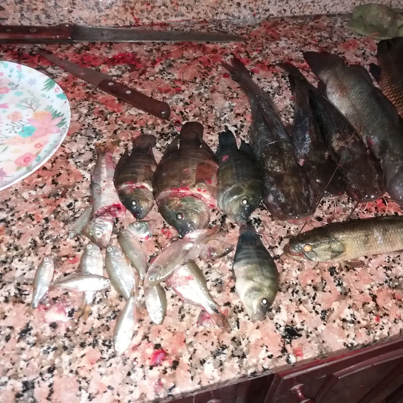 recently logged catches