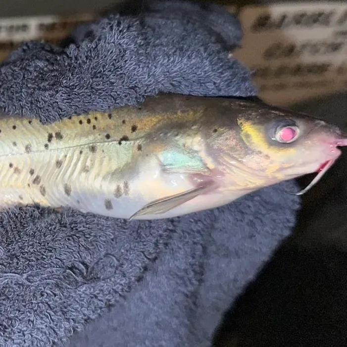 Channel catfish caught on Fishbrain