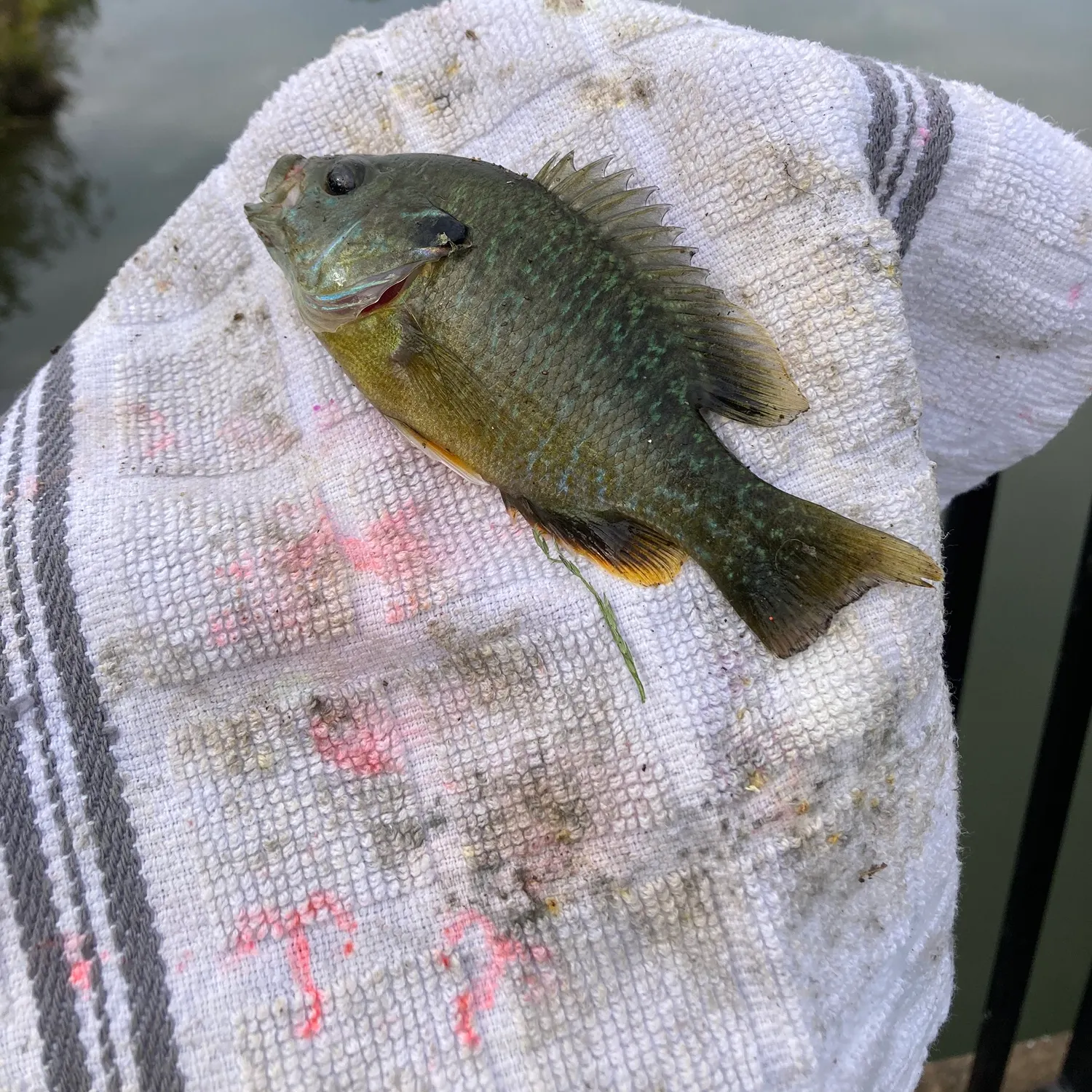 Greengill hybrid caught on Fishbrain