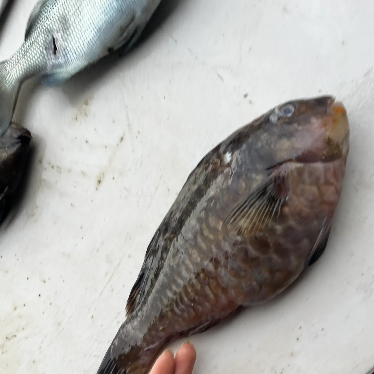 The most popular recent Carolines parrotfish catch on Fishbrain