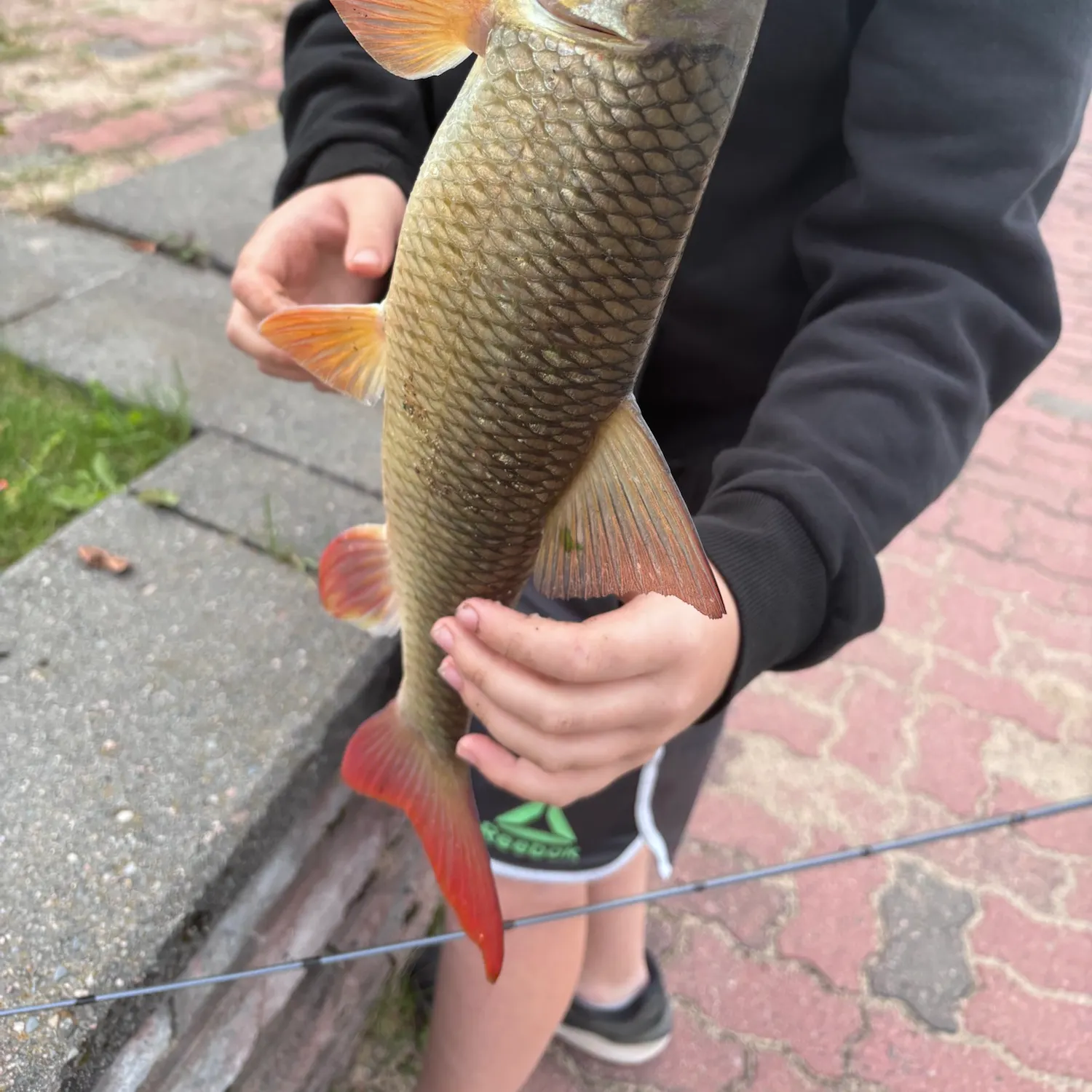 Shorthead redhorse caught on Fishbrain