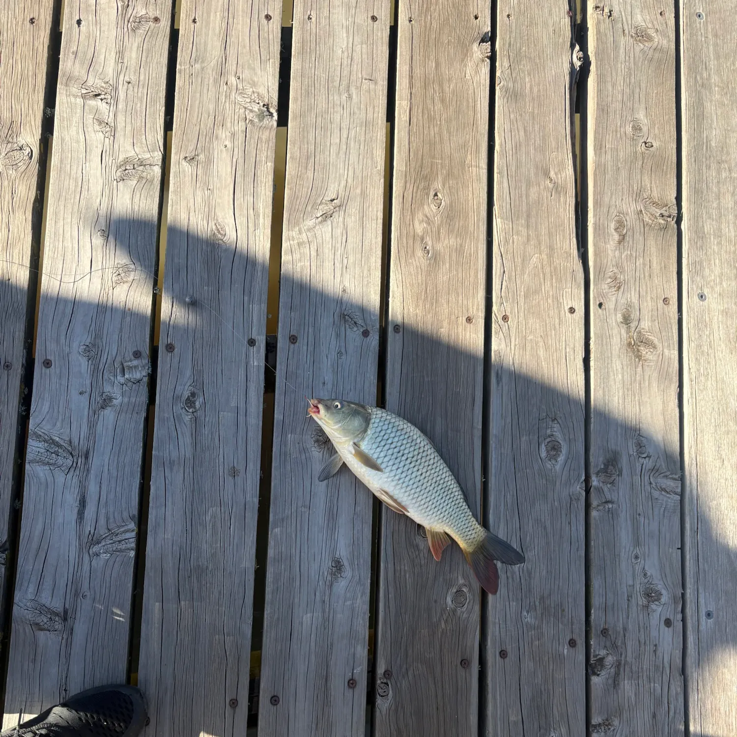 Common carp caught on Fishbrain
