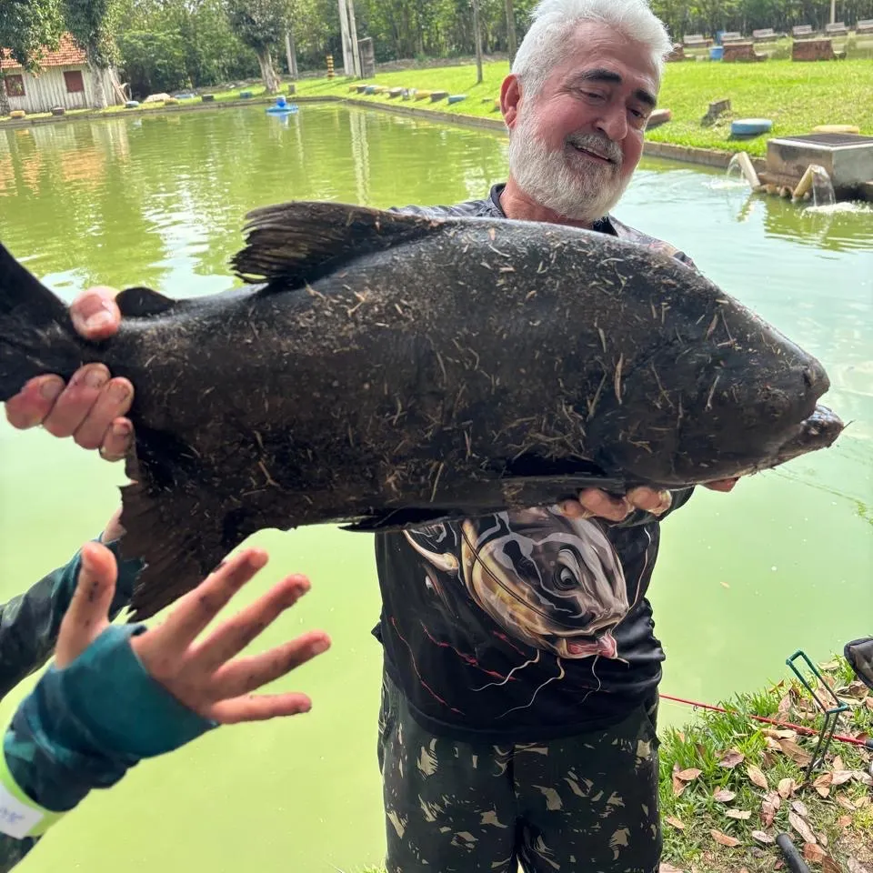 The most recent Black pacu catches on Fishbrain
