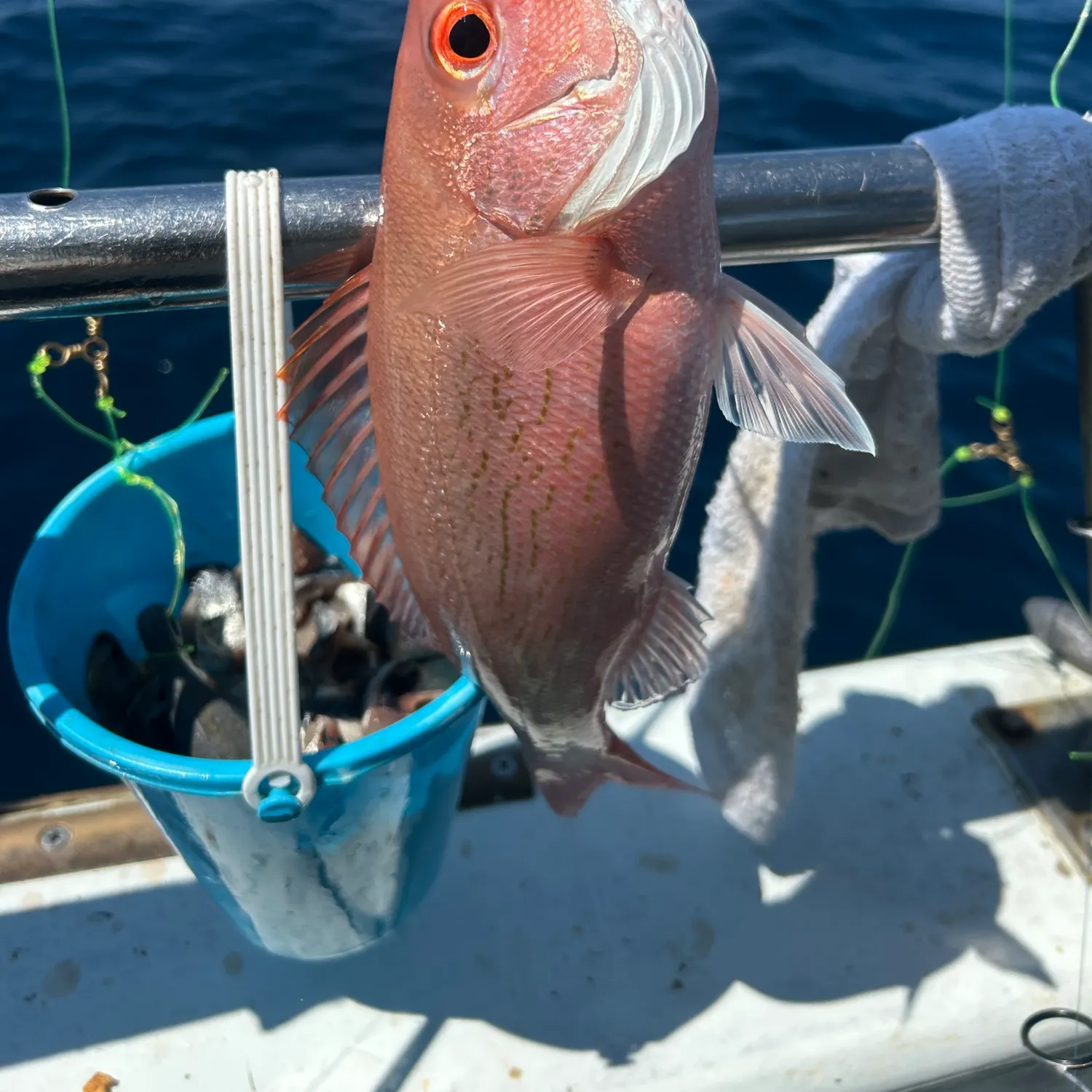 Vermilion snapper caught on Fishbrain