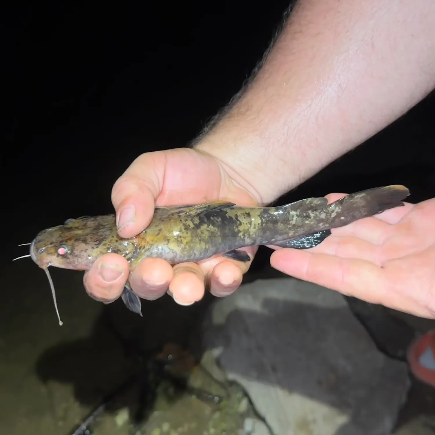 Flathead catfish caught on Fishbrain