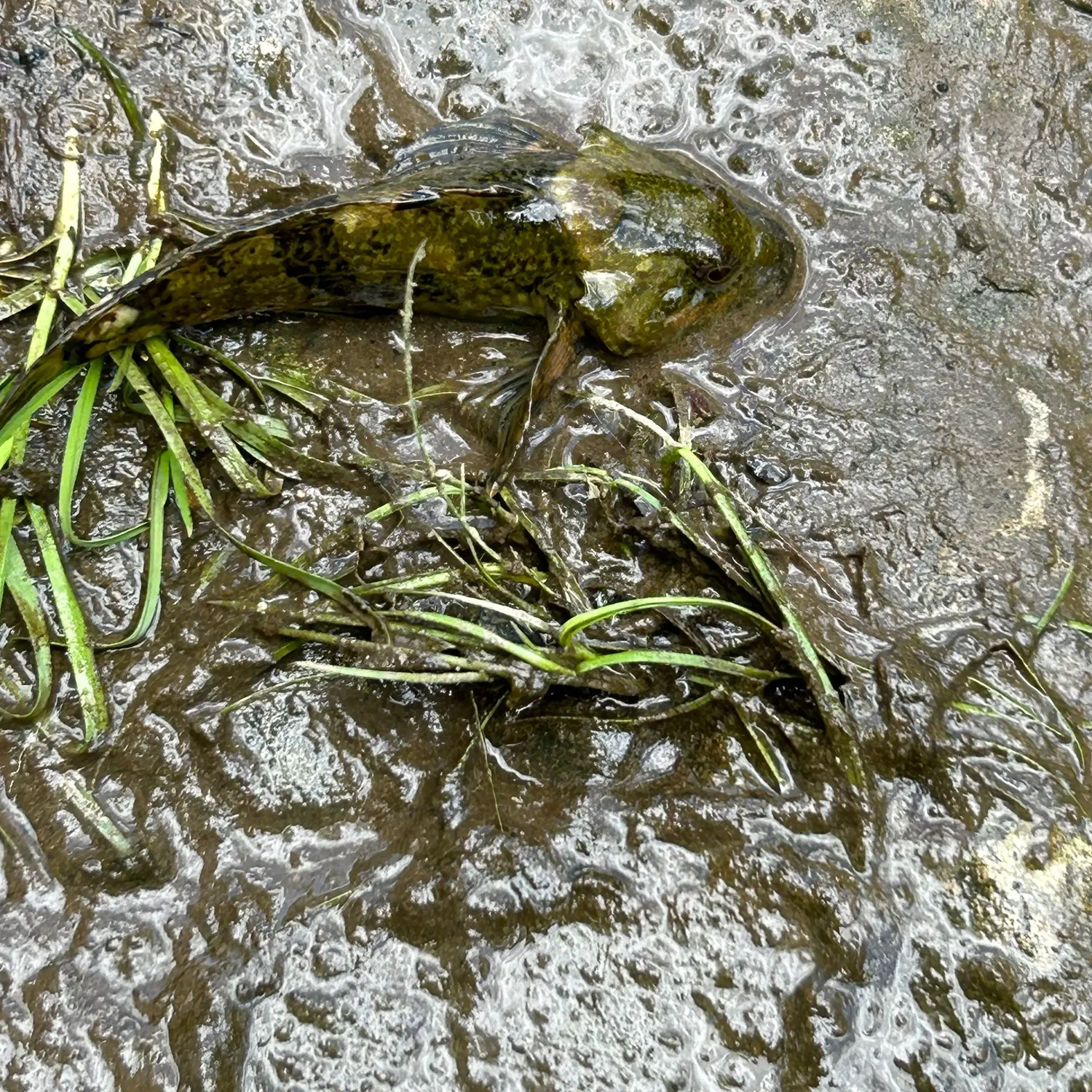 The most recent Mottled sculpin catches on Fishbrain