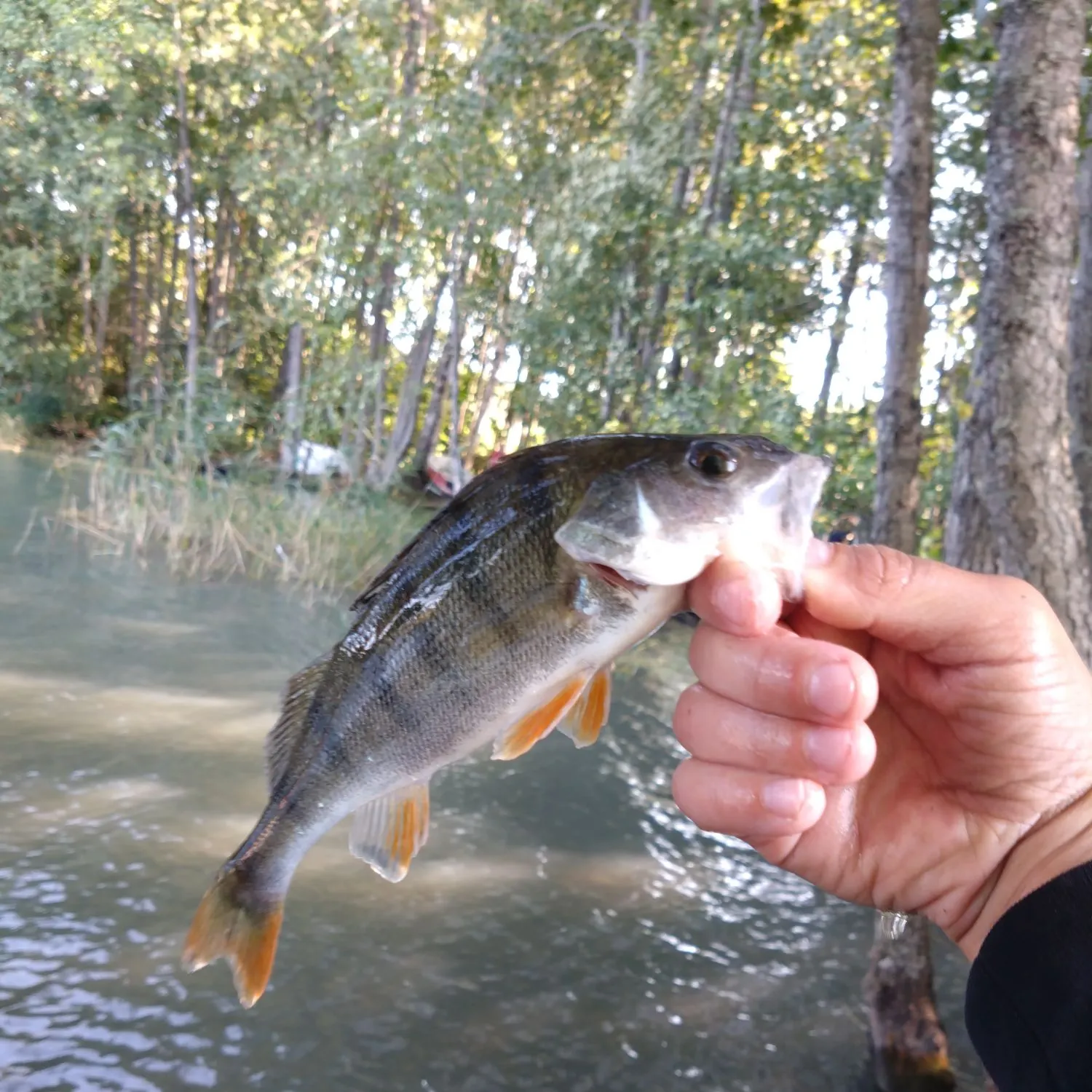European perch caught on Fishbrain