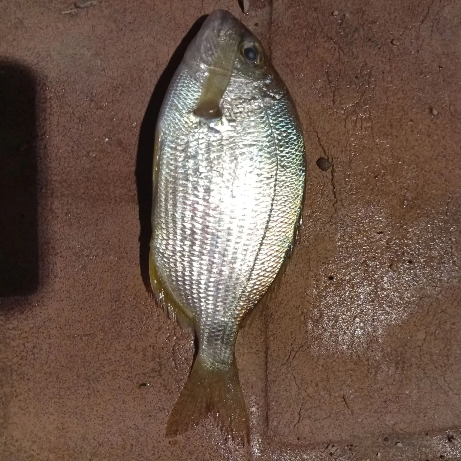 Annular seabream caught on Fishbrain