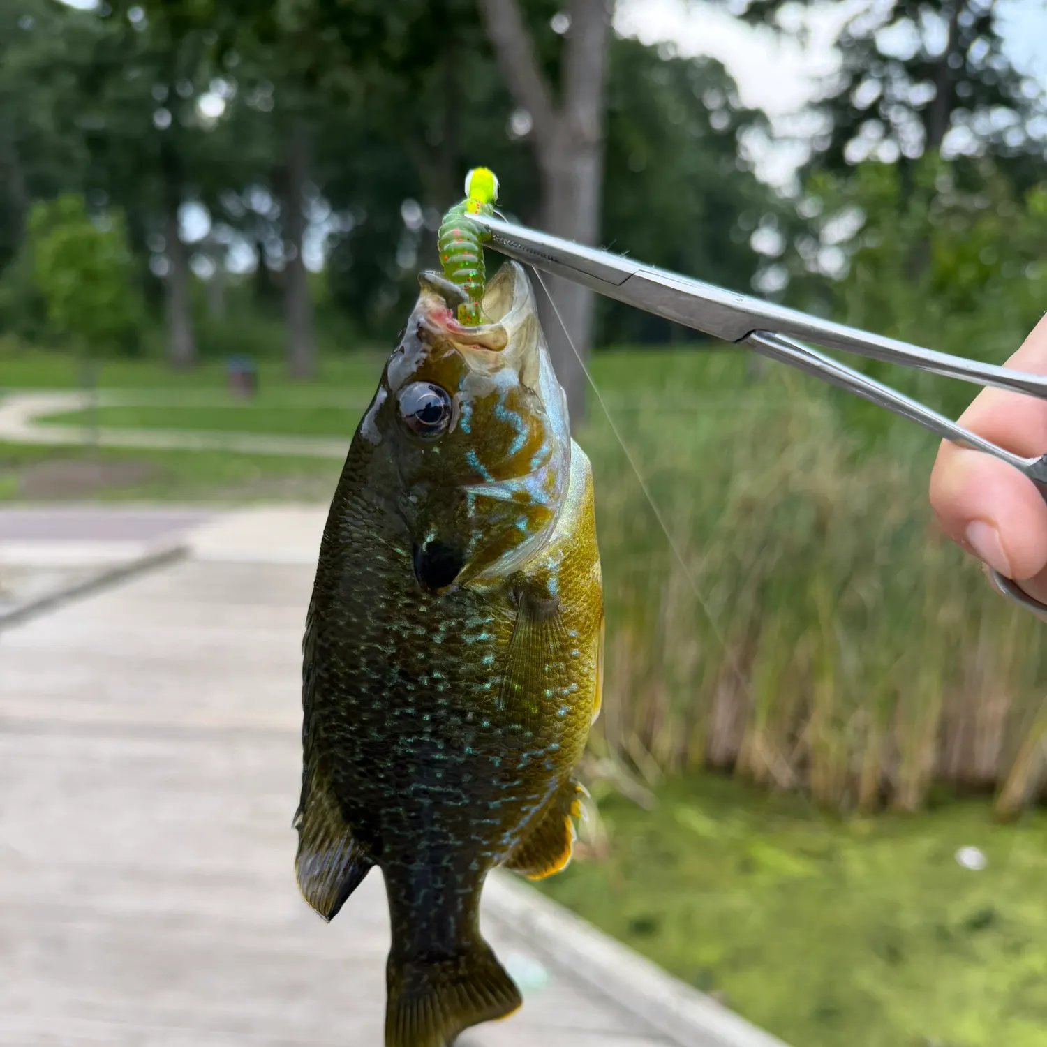 catch