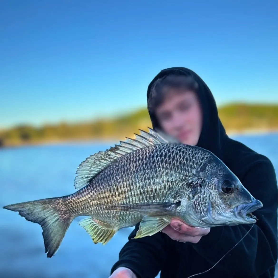 The most recent Surf bream catches on Fishbrain