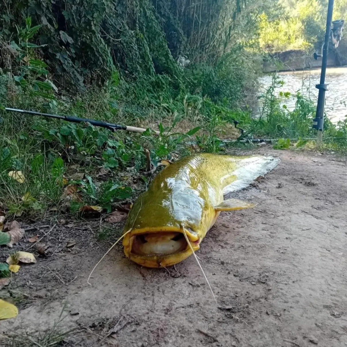 The most recent Wels catfish catches on Fishbrain