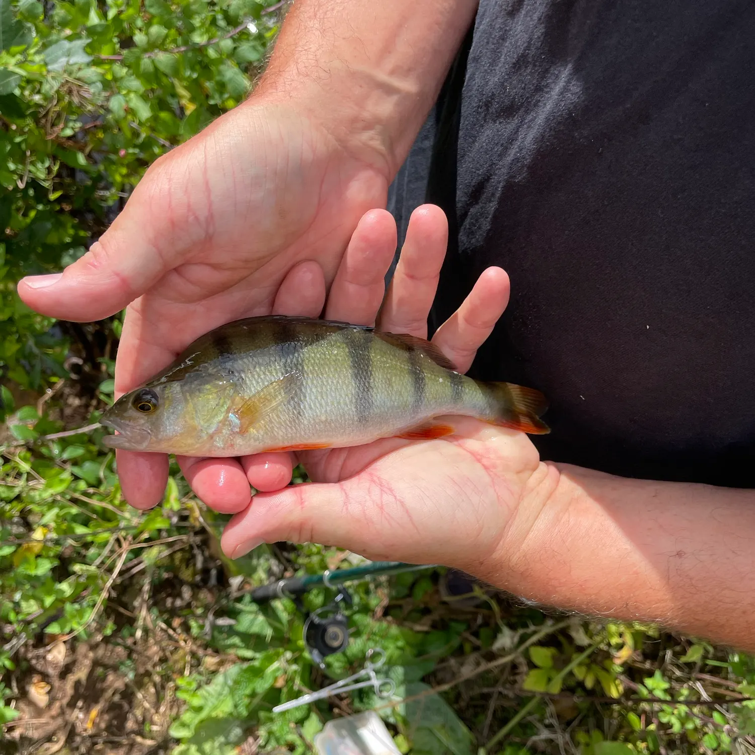 European perch caught on Fishbrain