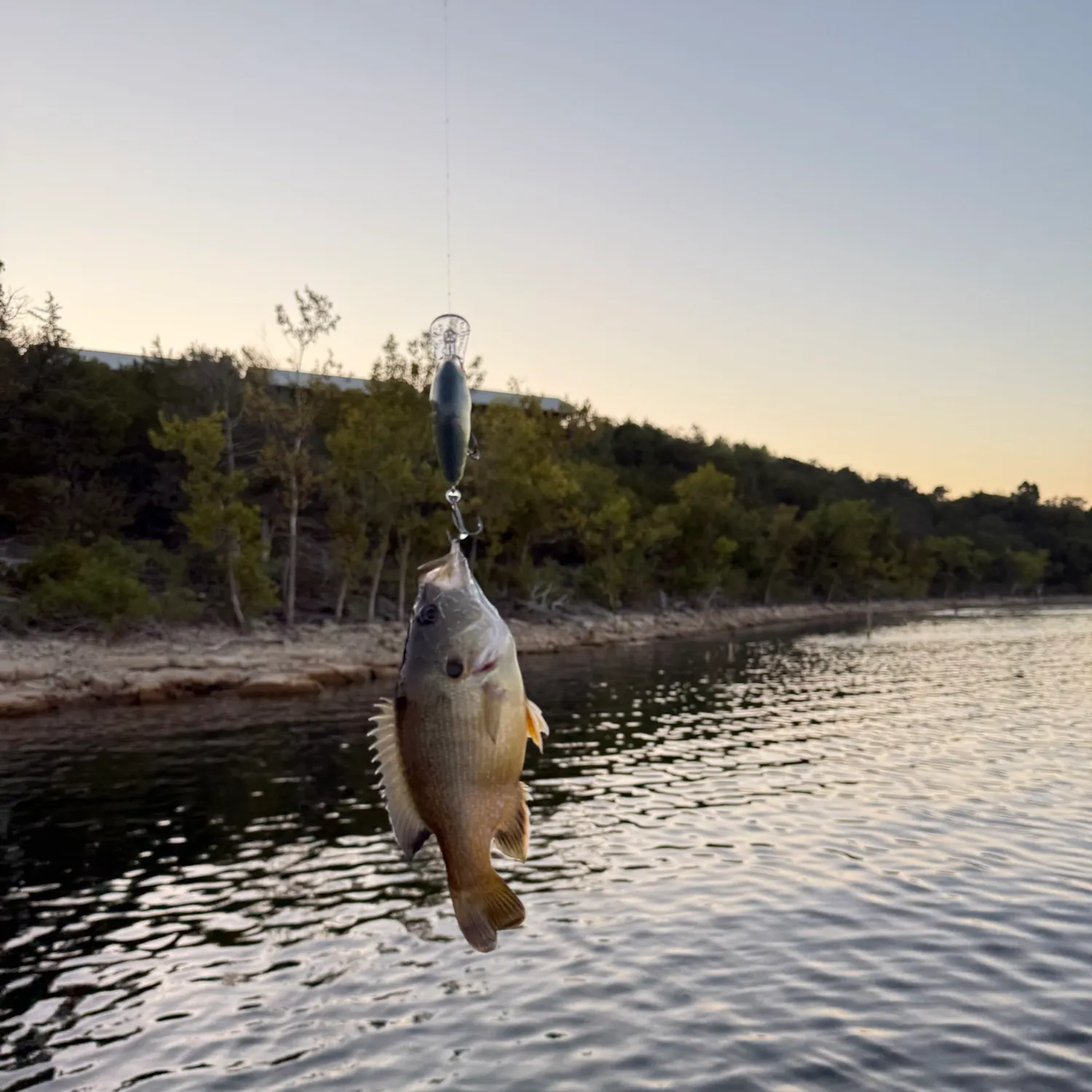 The most recent Green sunfish catches on Fishbrain