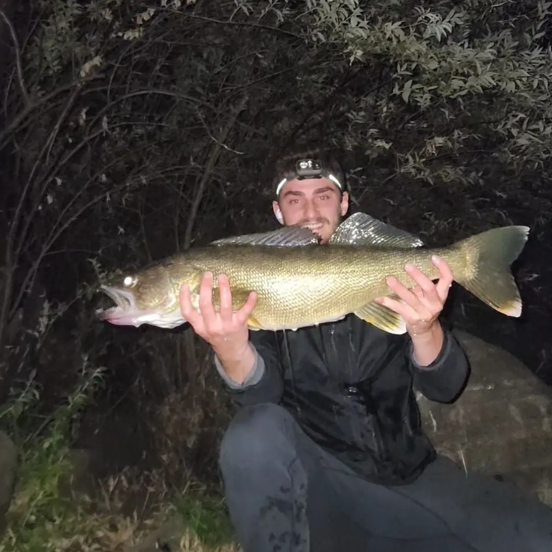 Walleye caught on Fishbrain