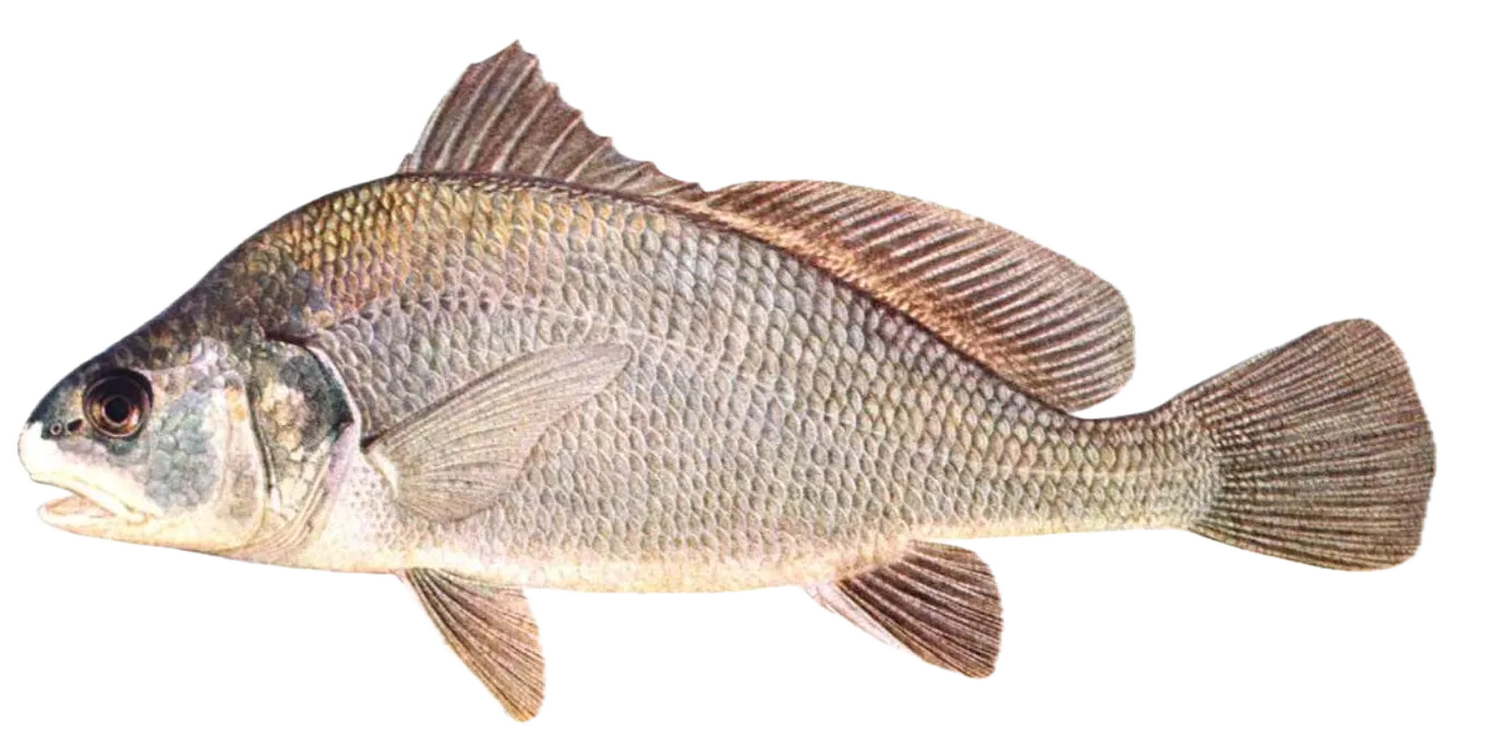 Freshwater drum