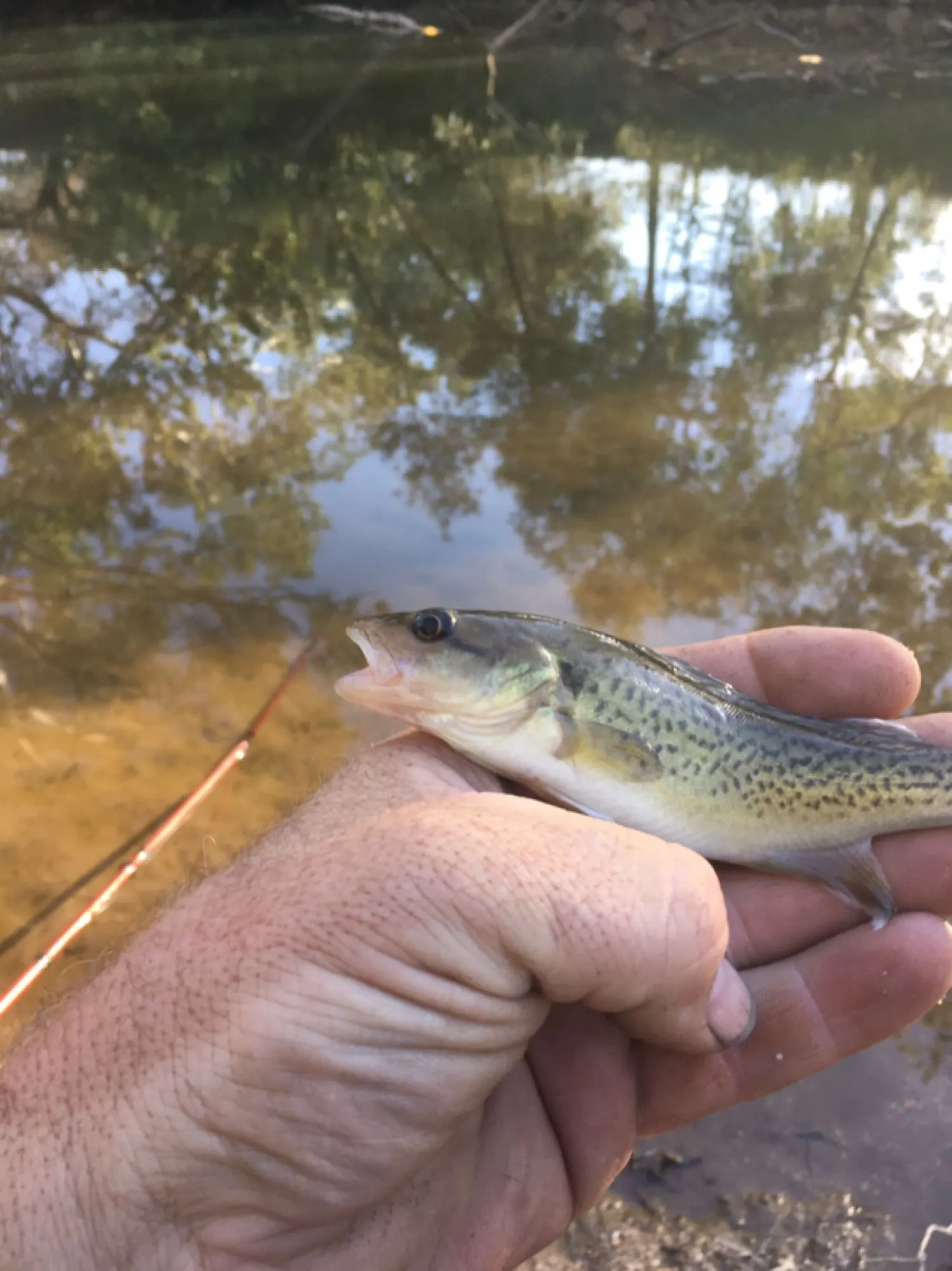 Post image from Dennism1