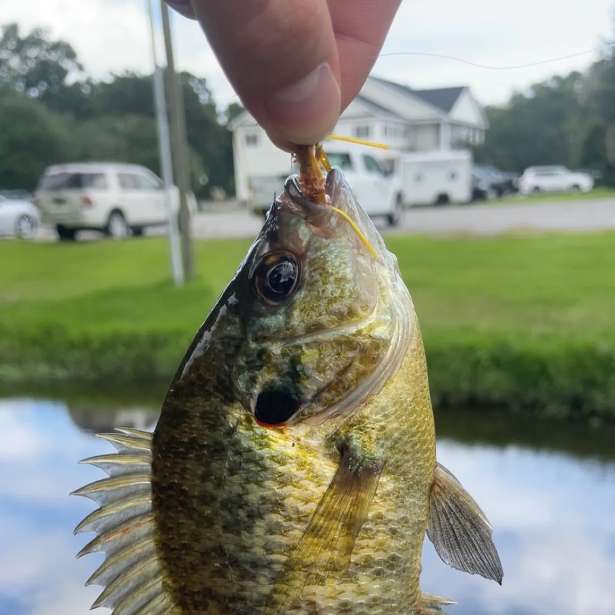 Redear sunfish caught on Fishbrain