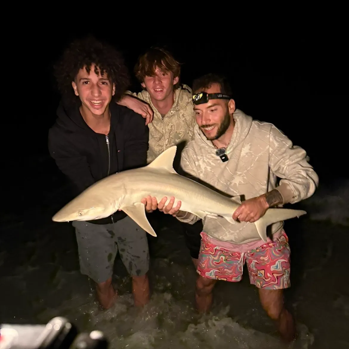 The most recent Sandbar shark catches on Fishbrain
