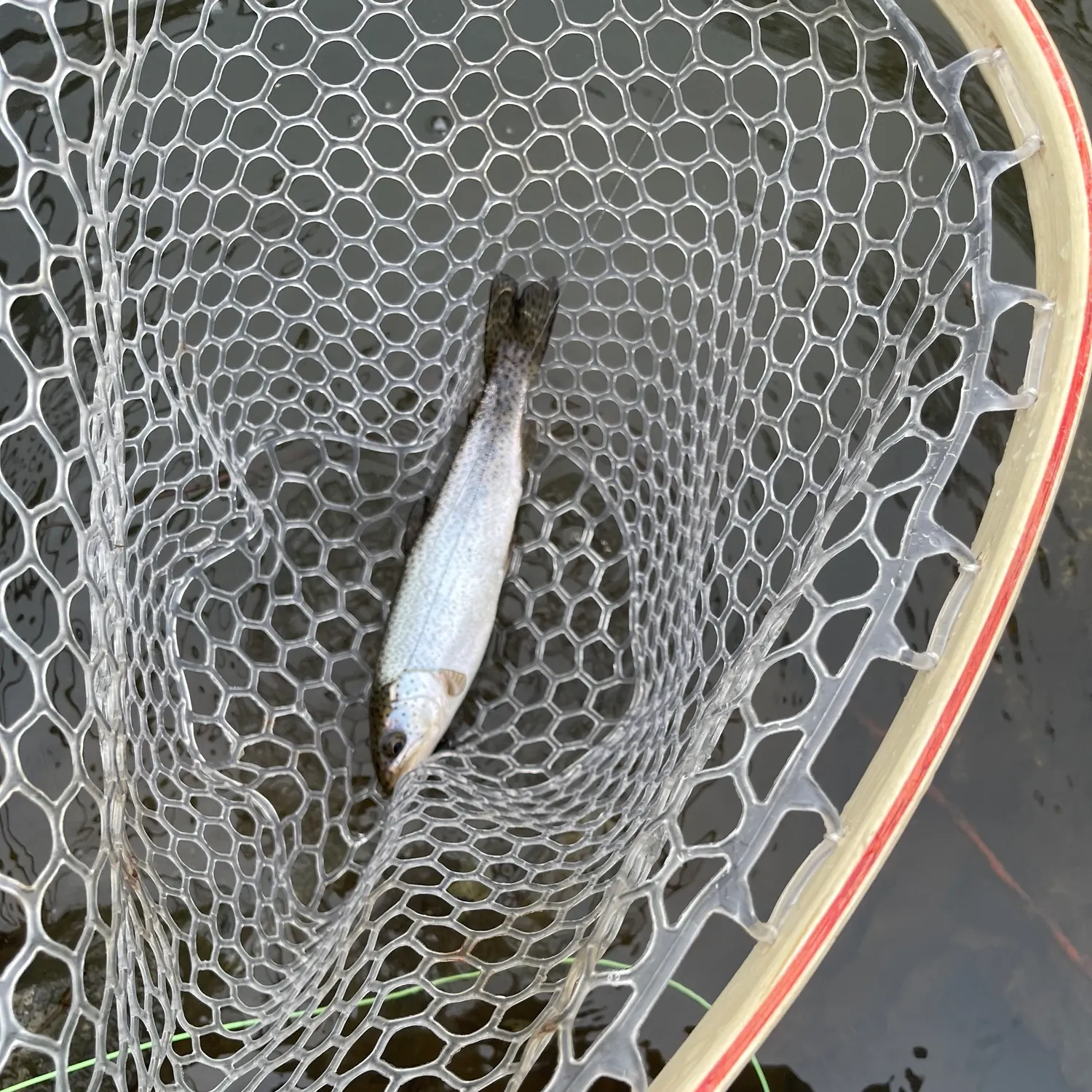 The most recent Coastal cutthroat trout catches on Fishbrain