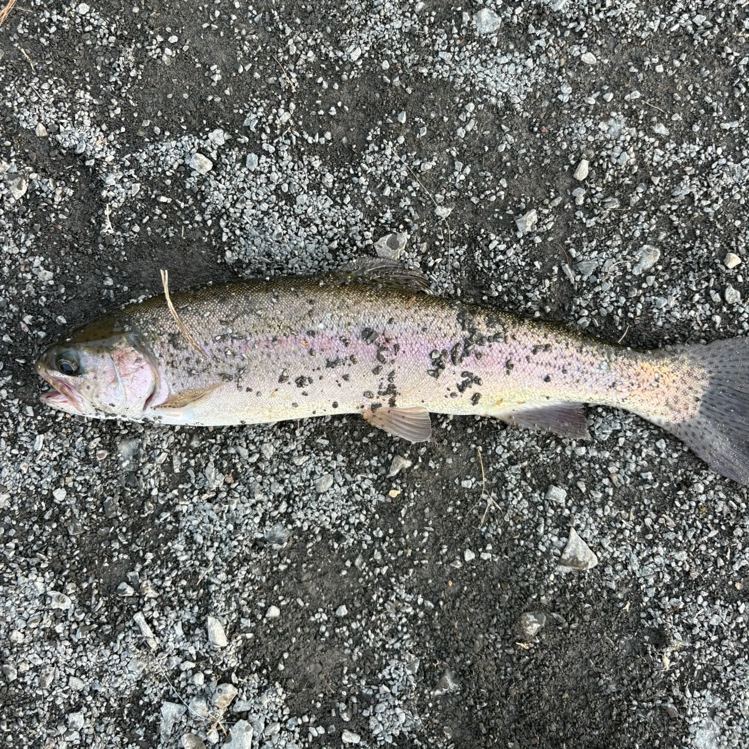 Rainbow trout caught on Fishbrain