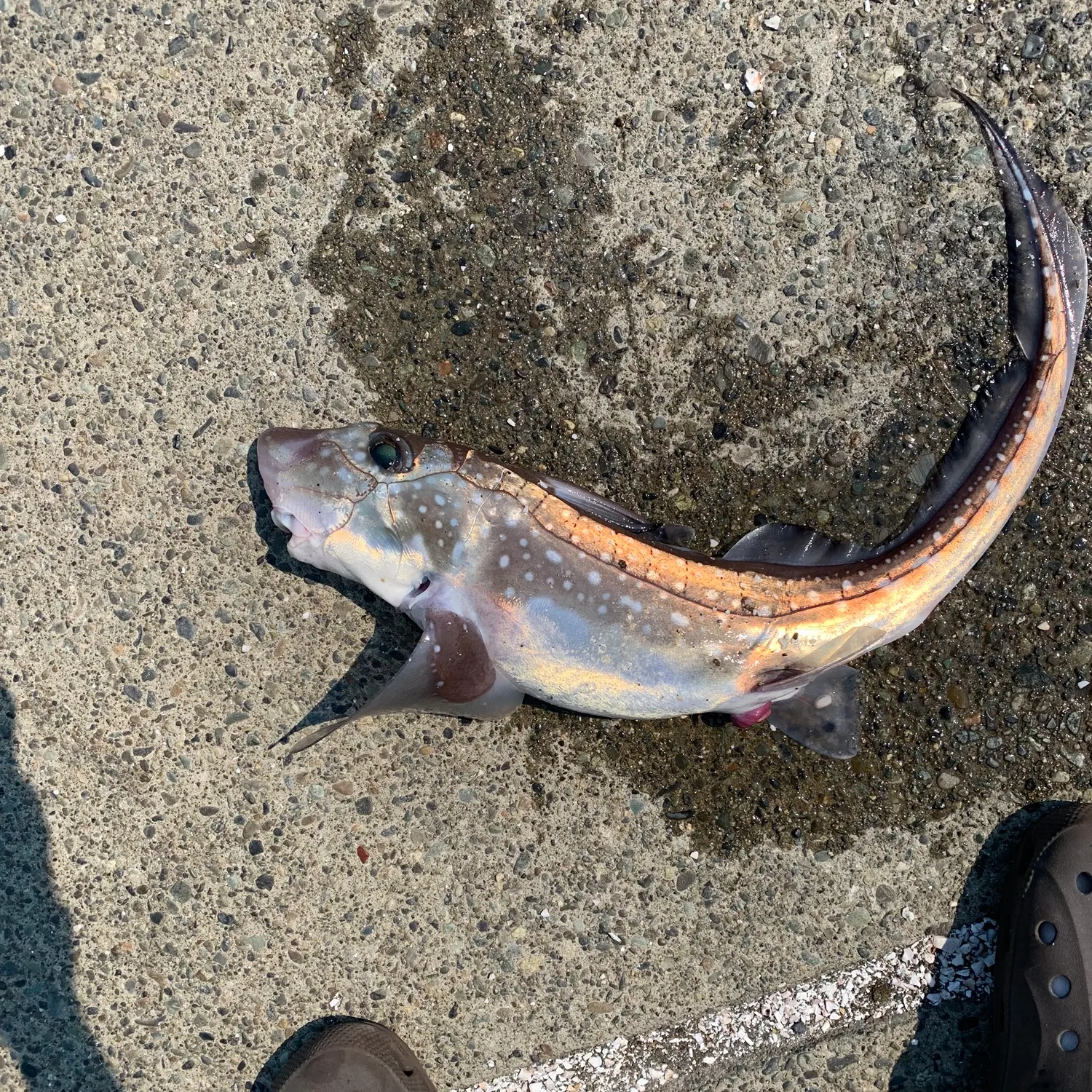 The most recent Spotted ratfish catches on Fishbrain