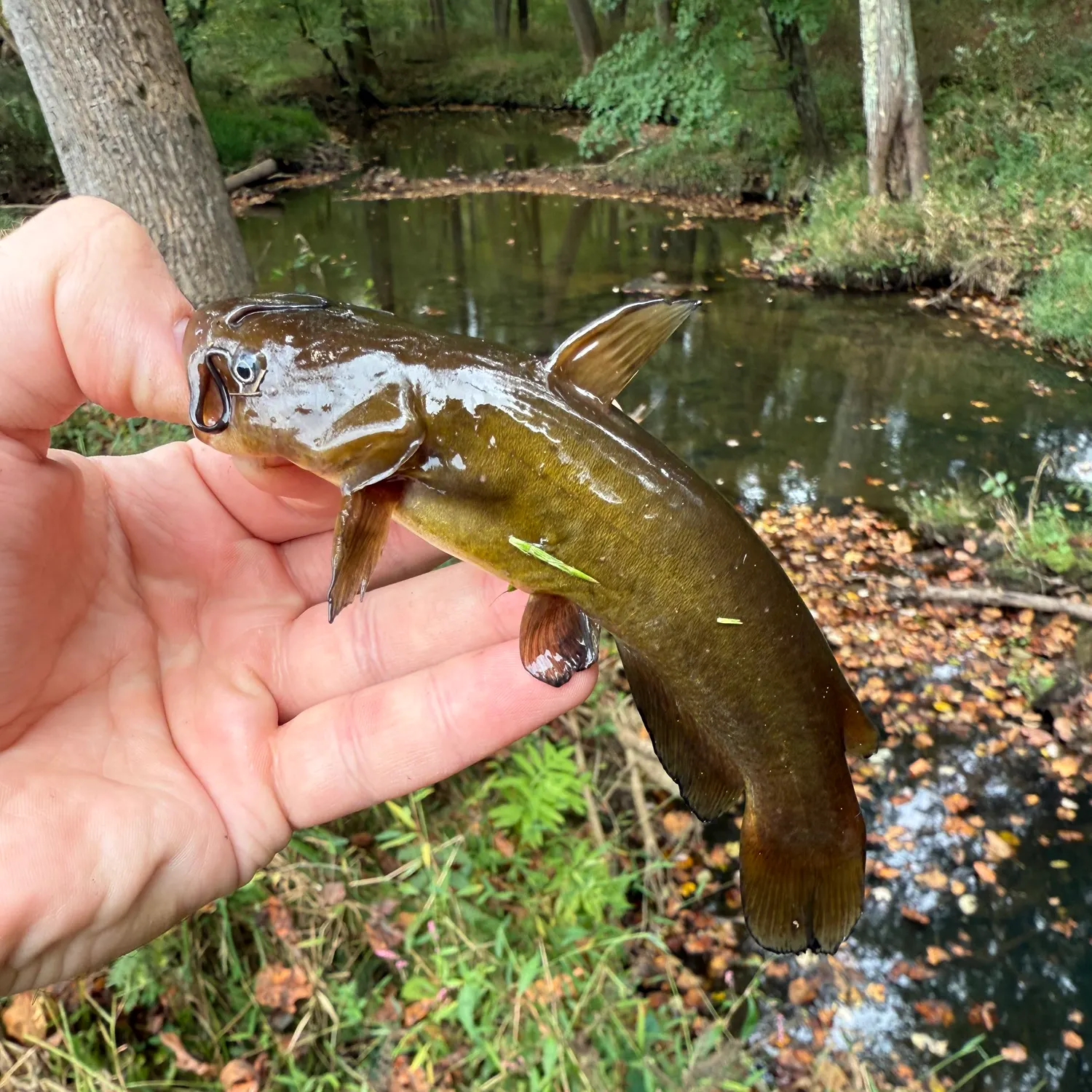 Yellow bullhead caught on Fishbrain