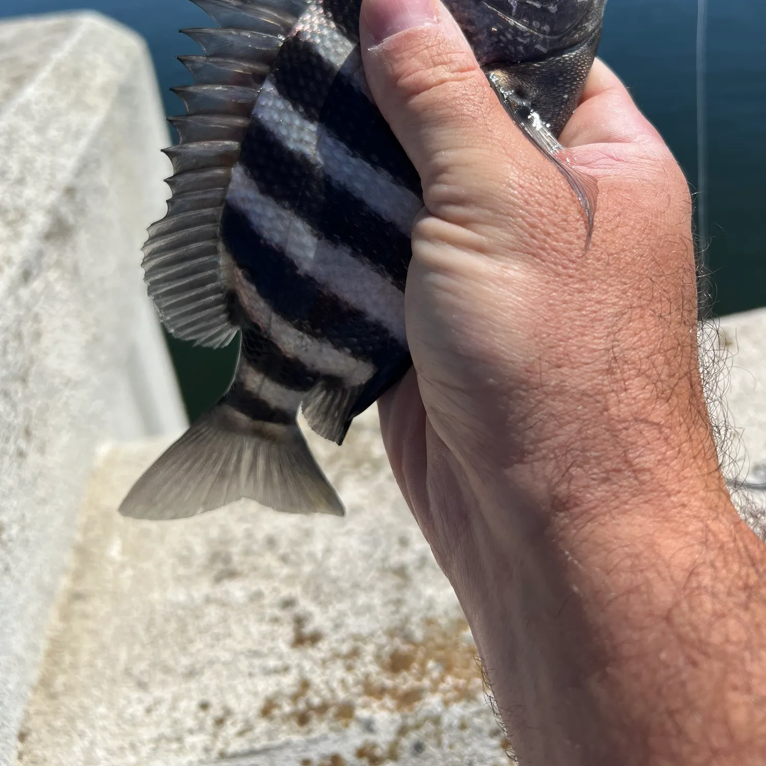 The most recent Sheepshead catches on Fishbrain