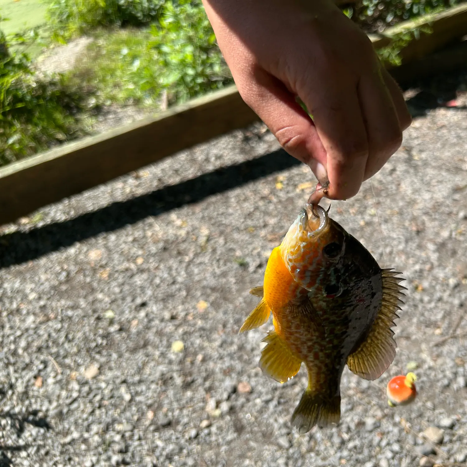 Pumpkinseed caught on Fishbrain