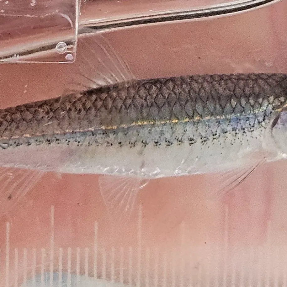 The most recent Mimic shiner catches on Fishbrain