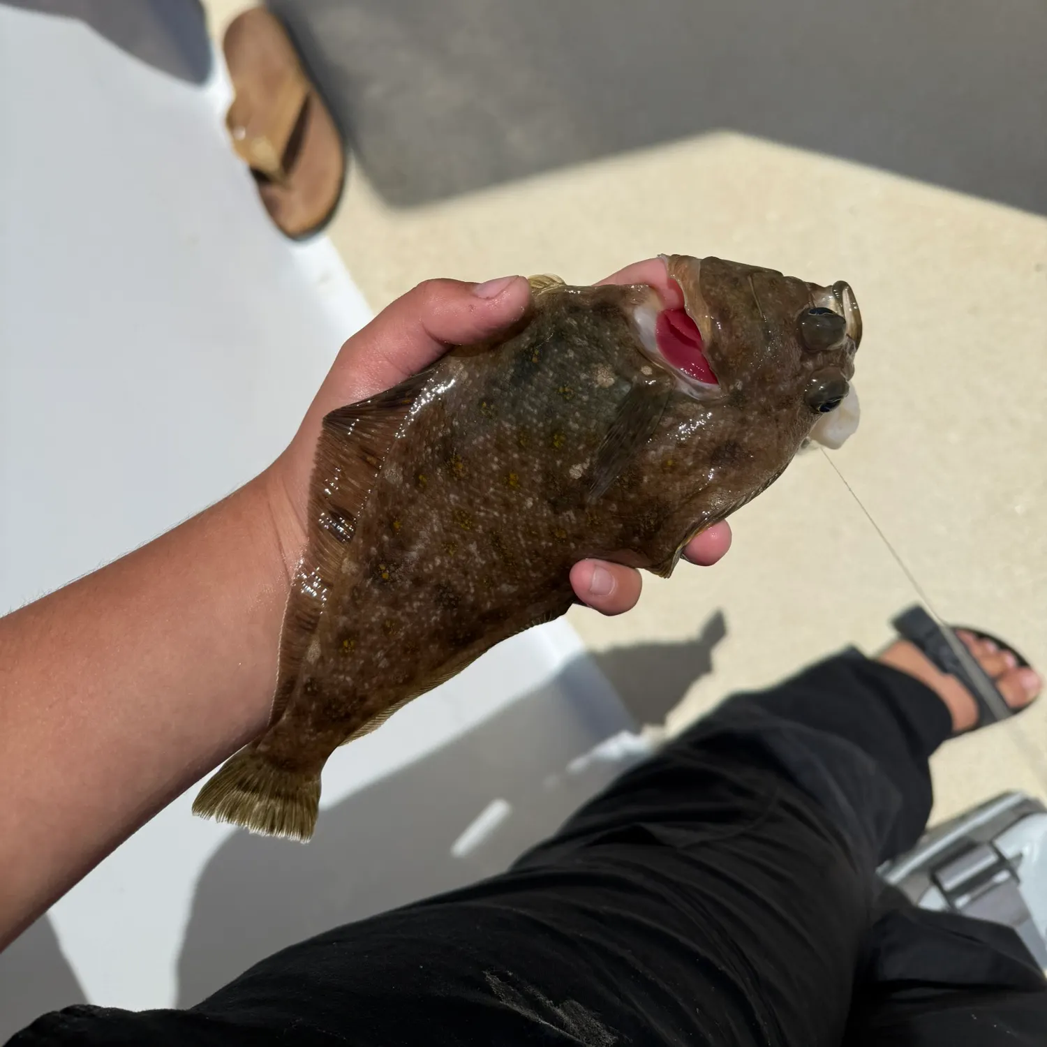 The most recent Pacific sanddab catches on Fishbrain