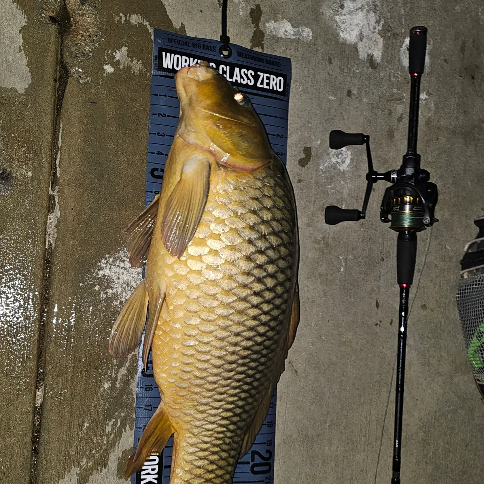 Common carp caught on Fishbrain