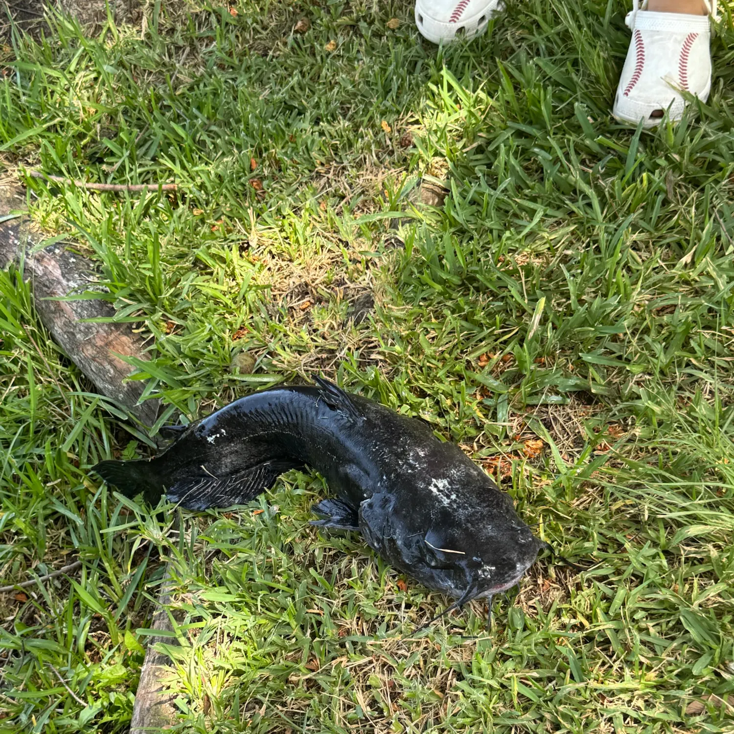 Black bullhead caught on Fishbrain
