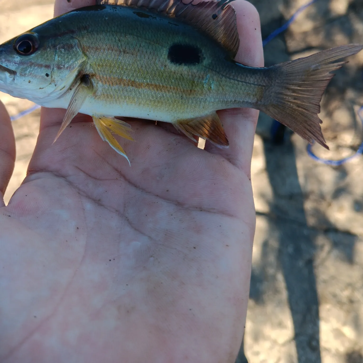 The most recent Moses perch catches on Fishbrain