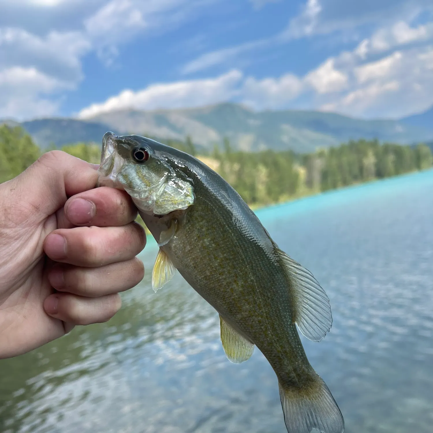 Smallmouth bass caught on Fishbrain