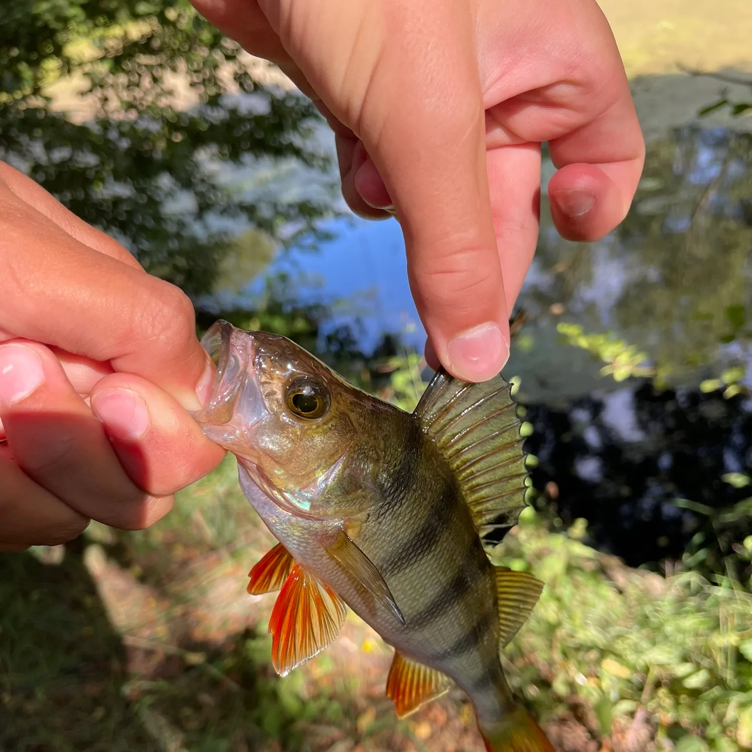 catch