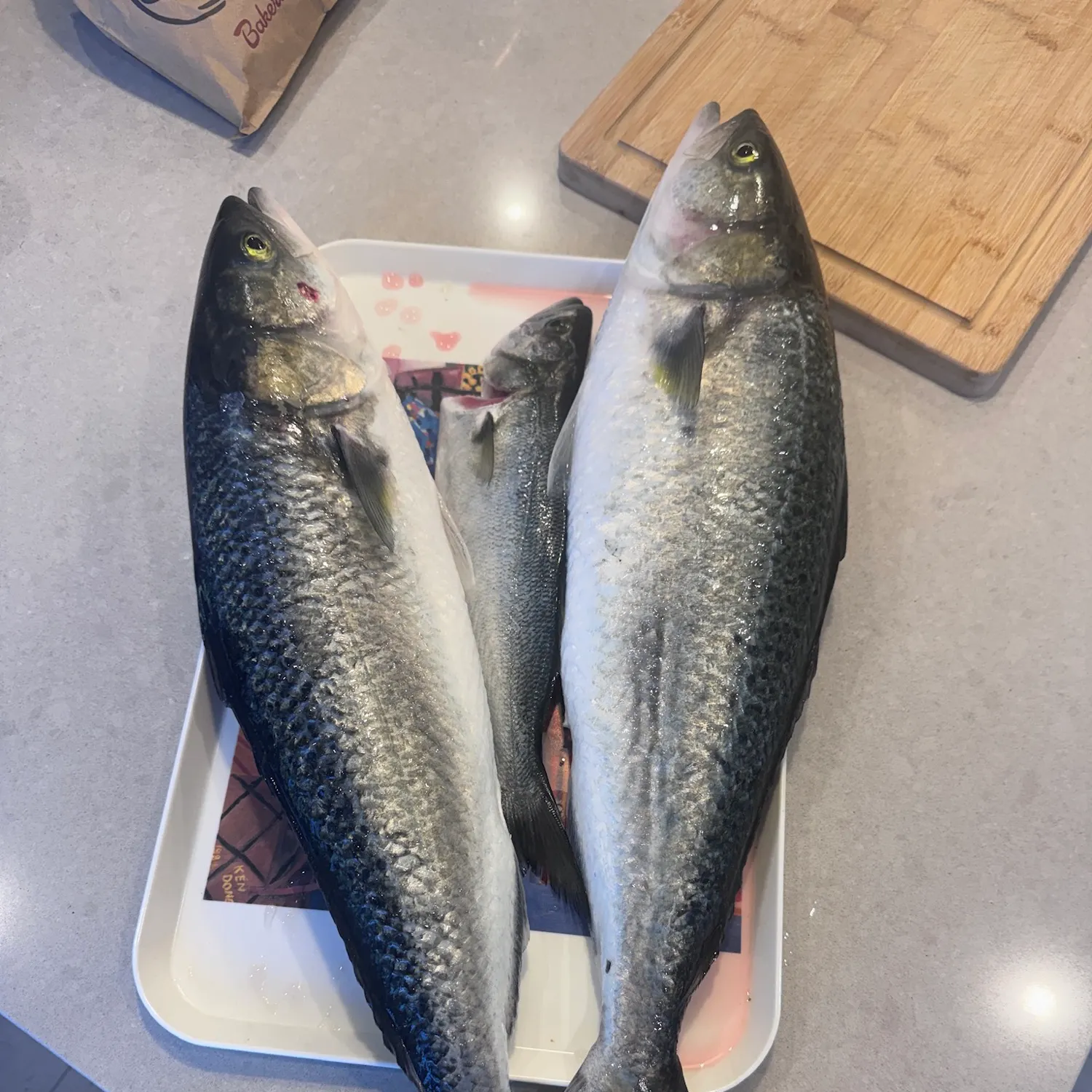 The most recent Eastern Australian salmon catches on Fishbrain