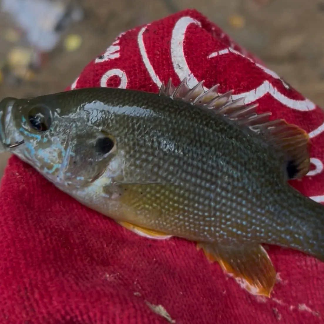 Green sunfish caught on Fishbrain