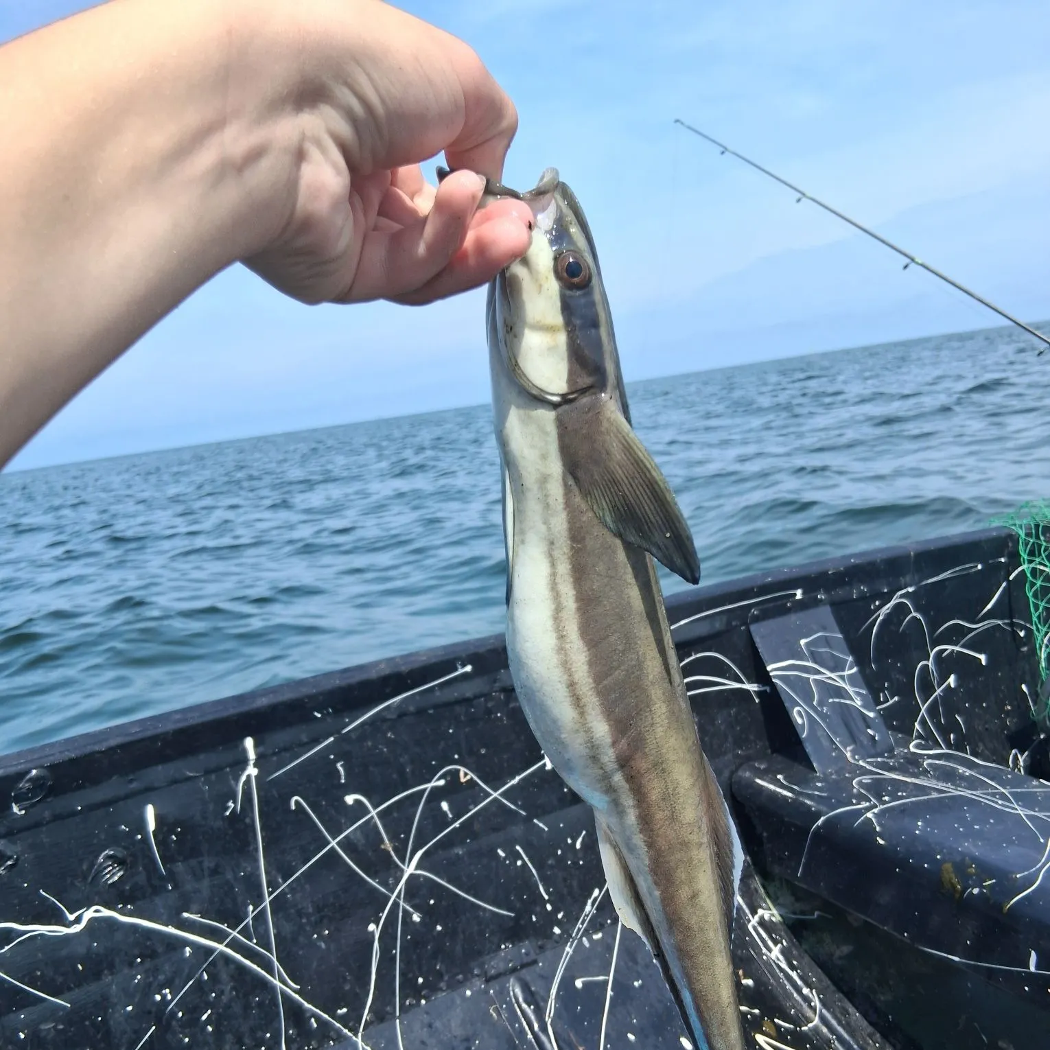 The most recent Live sharksucker catches on Fishbrain
