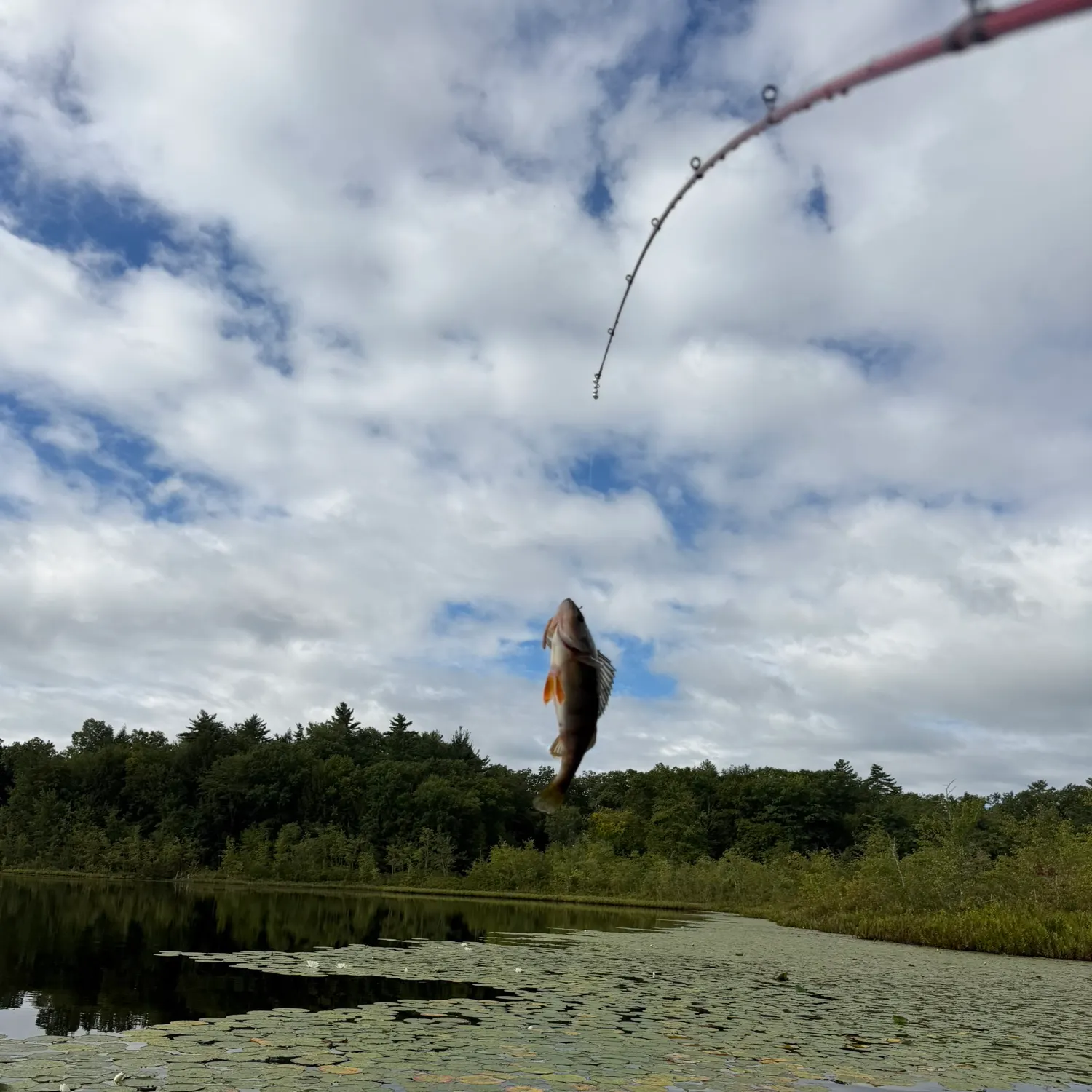 Fish caught on Fishbrain