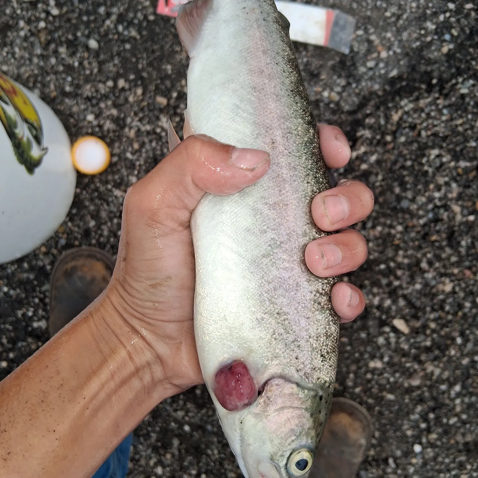 Rainbow trout caught on Fishbrain