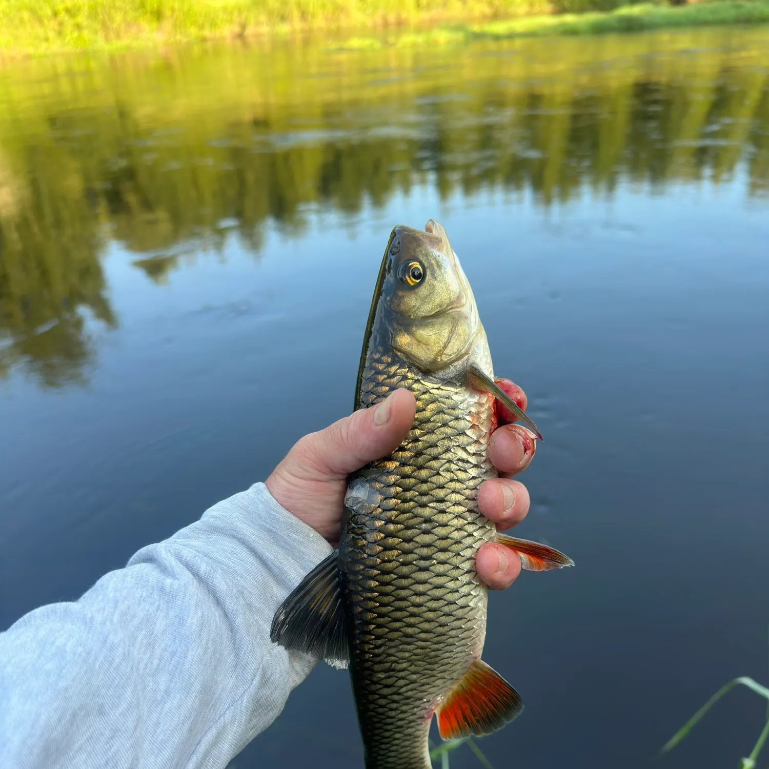 European chub caught on Fishbrain